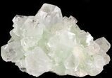 Zoned Apophyllite Crystal Cluster - India #44335-1